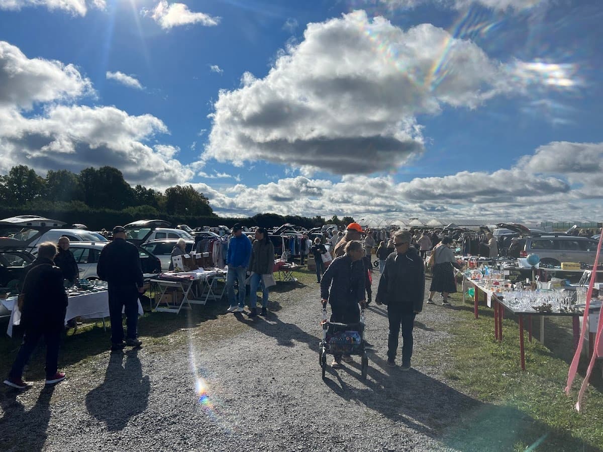 Ulva bakluckeloppis - Photo 1